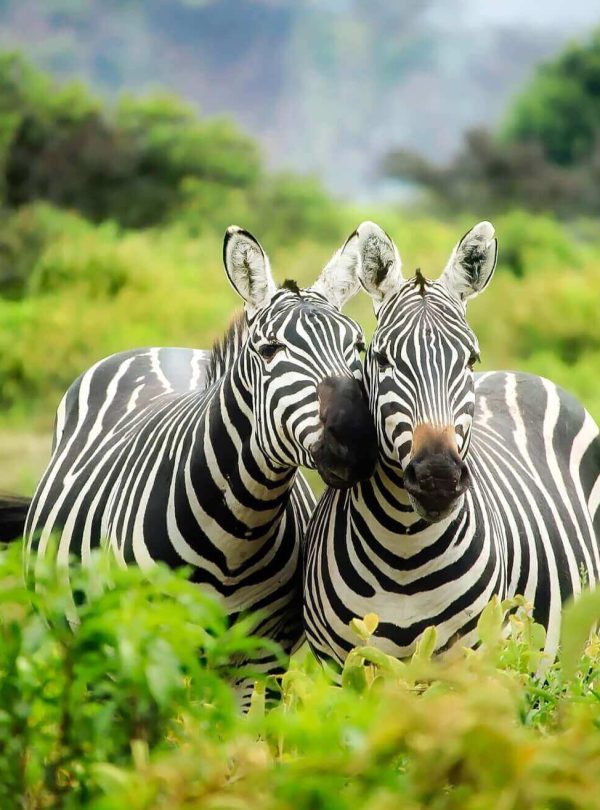 landscape-nature-wilderness-countryside-adventure-cute-1167606-pxhere.com-1