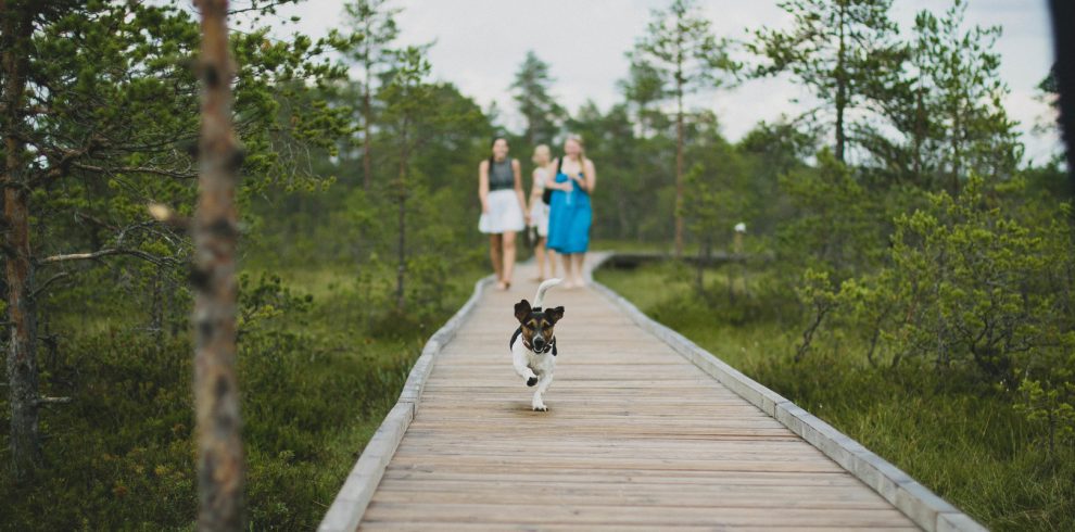 landscape-pathway-grass-blur-people-boardwalk-997038-pxhere.com_